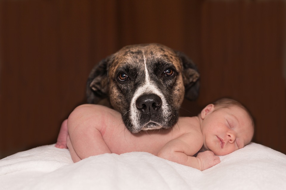Animais de Estimação & o Bebê