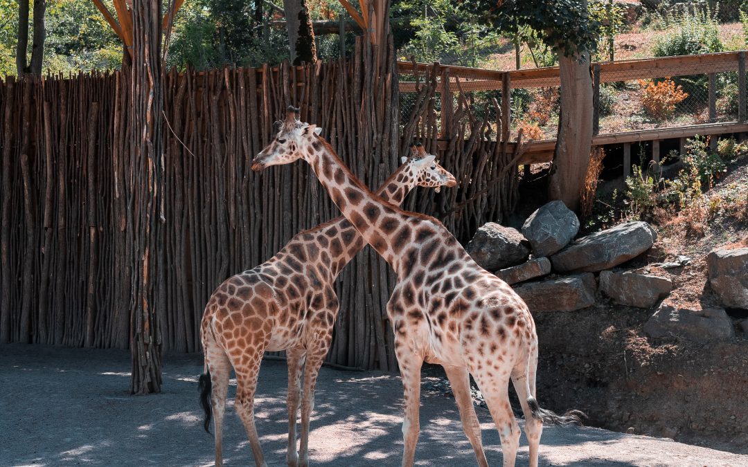 Reabertura do Zoológico e Zoosafari