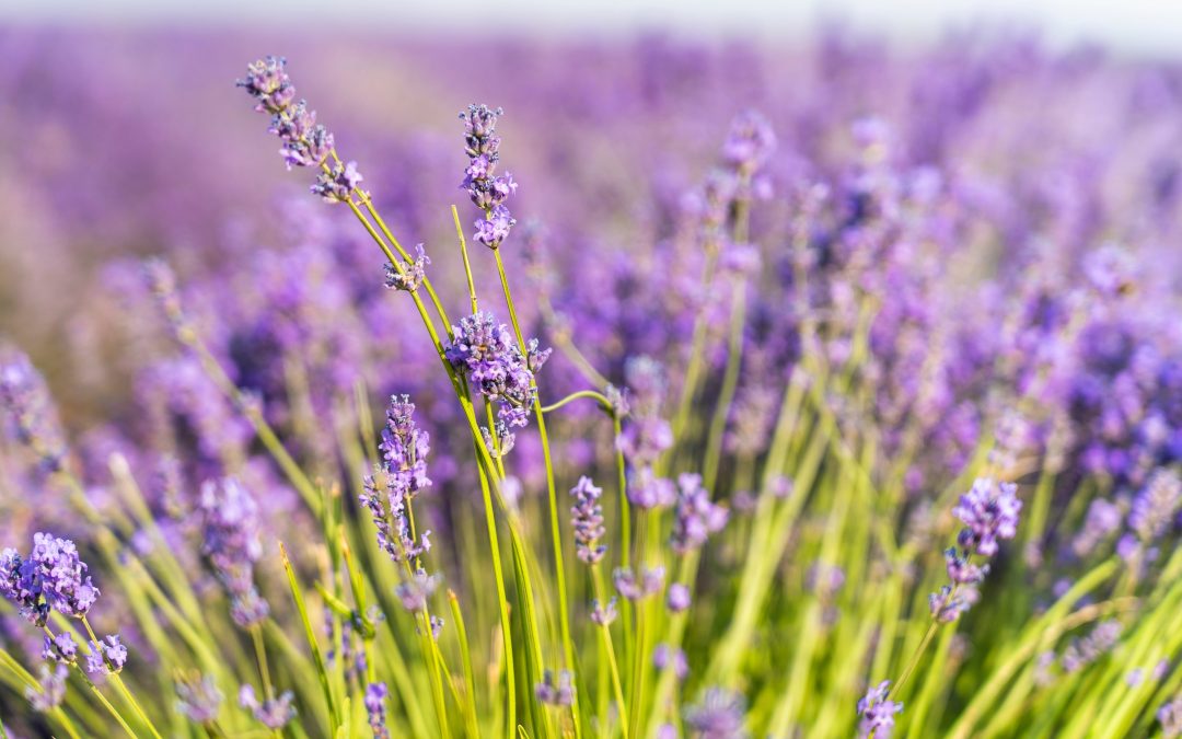 Óleo Essencial de Lavanda